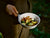 Foris Bowl 195mm - Ash Green